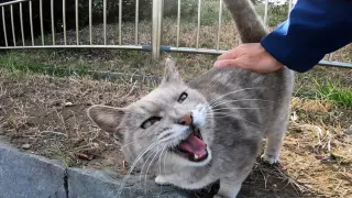 The Stray Cat Was Wary But It Got Used To Us And Finally Let Us Pet It