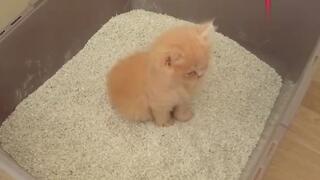 Baby Kitten Uses Cat Litter For The First Time