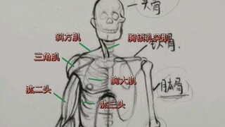 Bảng danh mục tên các cơ xương trong cơ thể người
