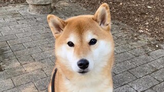 【奥特剪辑】新生代奥特曼的龙套王应该是它