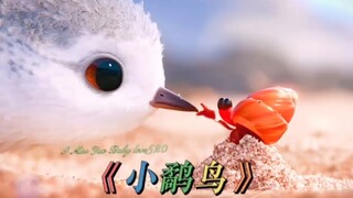今天给大家带来一部奥斯卡最佳动画《鹬》！