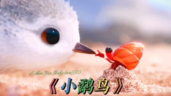 今天给大家带来一部奥斯卡最佳动画《鹬》！
