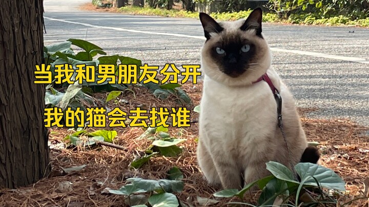 แมว: แม่ แม่คือแม่ของลูก ส่วนพ่อ ลูกคือพ่อของแม่