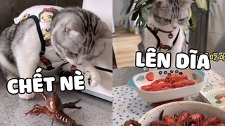 Rickid Bao Phù, chỉ thích ăn tôm hùm thôi đó | Pets TV