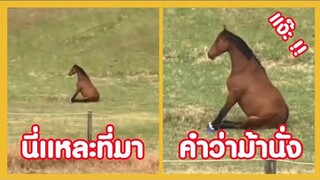 นี่แหละที่มา ของคำว่า " ม้านั่ง " !! ( ฮัลโหลความฮา )