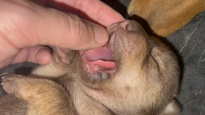 Aku memindahkan kandang anjing ke samping tempat tidur