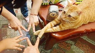 Funniest Cat Videos That Will Make You Laugh 12 Funny Cats