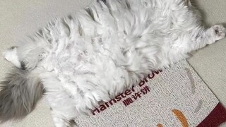 Chăn cho mèo??? Thời tiết đang trở nên lạnh hơn và mèo đã trở thành chăn.