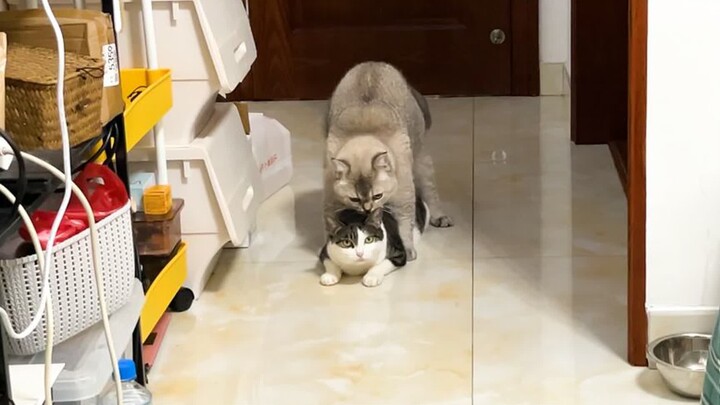 Buka film kucing dengan gaya akun pemasaran, tapi jangan sampai terlalu vulgar ya!