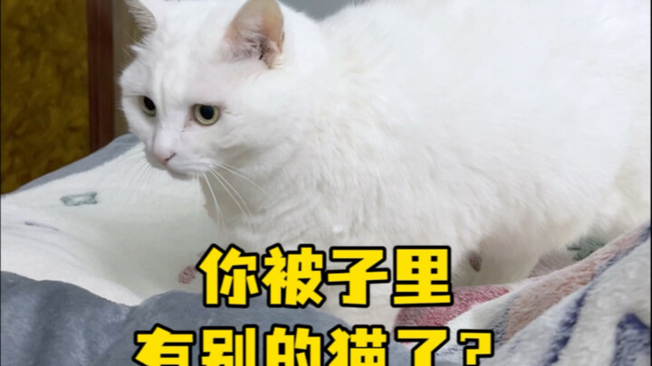 你被子里有别的猫了