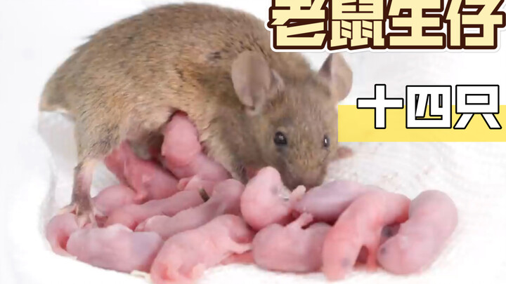Mice have incredible reproductive power! They've given birth to a whole litter!