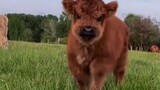 "Scottish Highland Cow" will not shed hair when touched