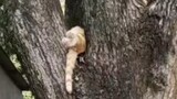Ada seekor kucing yang tumbuh di pohon