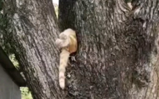 There's a cat growing on the tree