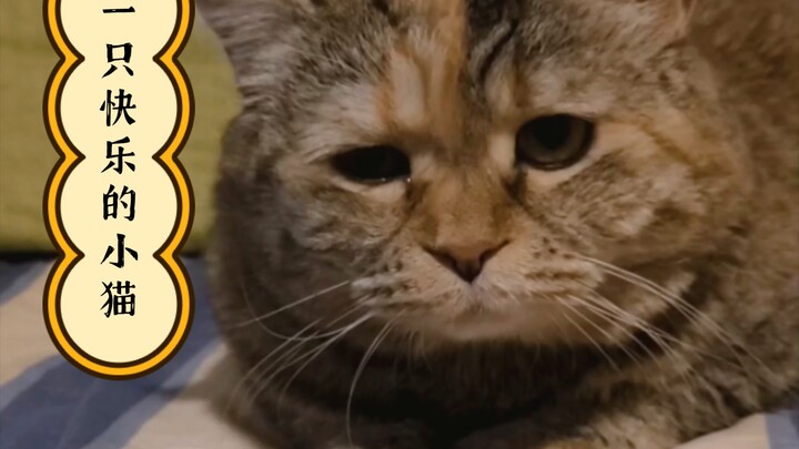 咣当是一只每天都很快乐的猫