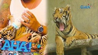 Lalaki sa Laguna, nag-aalaga ng mga tigre at iba pang wild animals?! | AHA!