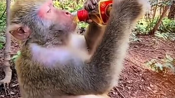 Later, it searched high and low across the mountains and fields but still couldn’t find that origina