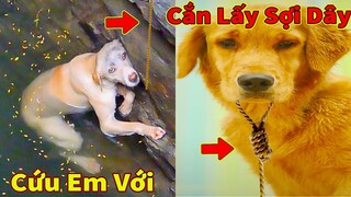 Thú Cưng TV | Cô cô và Sầu riêng #28 | Chó Golden Gâu Đần thông minh vui nhộn | Pets cute smart dog