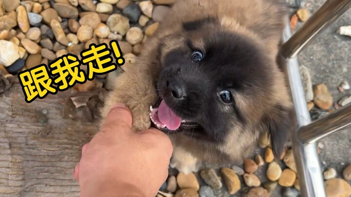 没有小奶狗可以经得住“嘬嘬嘬”的诱惑！