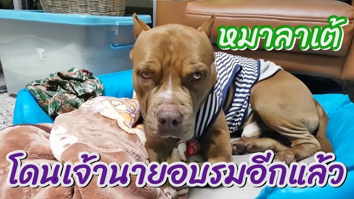 ลาเต้โดนนายบ่นอีกแล้ว