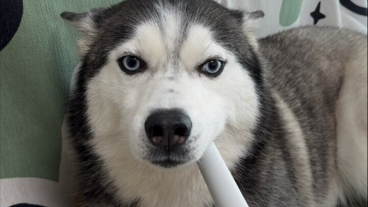 This is too much! I didn’t even touch you, yet you’re snapping at me just for mopping the floor!