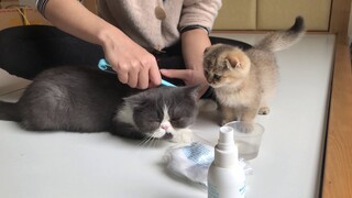 Hướng dẫn tự chữa nấm tại nhà cho mèo Anh lông ngắn - Đảm bảo hiệu quả 100%