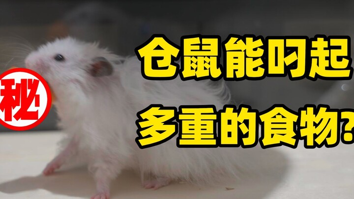 How much food can a hamster actually carry? It can carry an entire copy of itself!