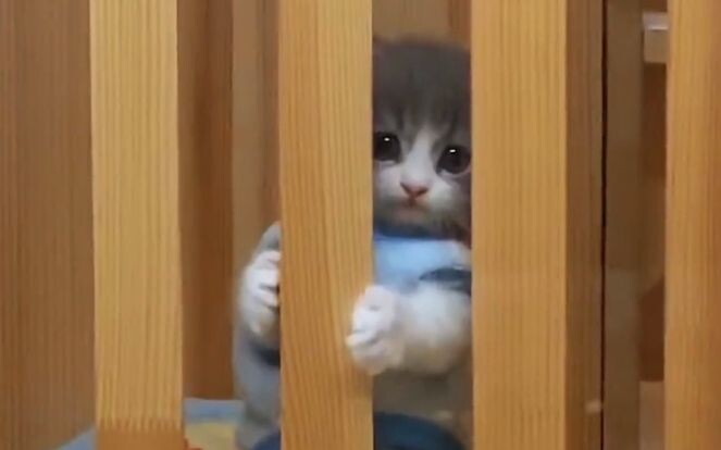 “It seems to know it’s very cute.”