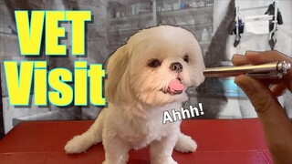 My Dog Visits His Vet For The Second Time ( Funny Shih Tzu Dog Video)
