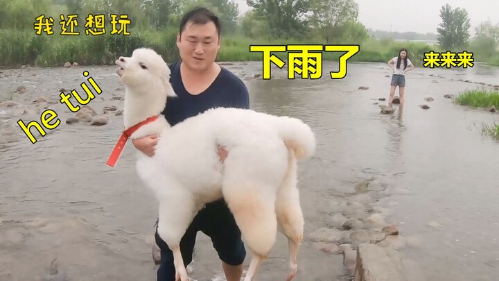 The alpaca got hooked on playing in the water and refused to leave even in the pouring rain—only the