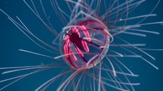 【深海水母】恐怖之美-Deep ocean Jellyfish
