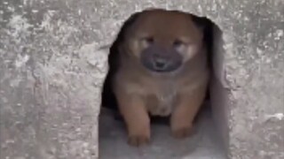 الجرو الغبي 🐕
