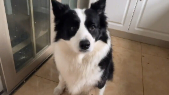 “Playtime Capture Device”