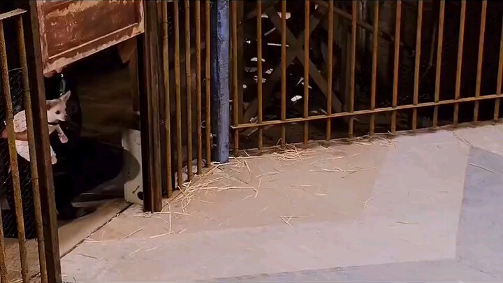 Chihuahua bernilai miliaran, tapi sayangnya berakhir sebagai anjing jalanan