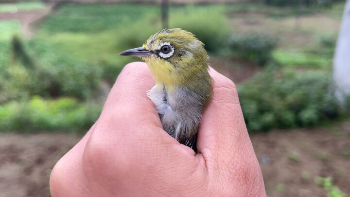 Di tengah kawanan burung pipit, aku menemukan burung yang hilang dua hari lalu.