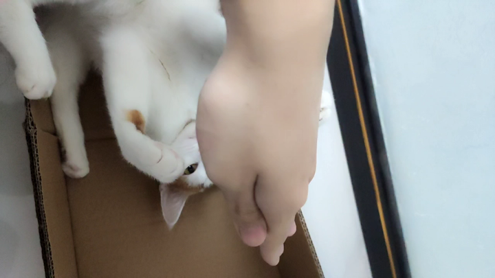 แมวตัวแสบ 😡