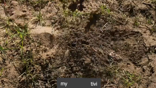 không hổ danh là p4 #mytivi