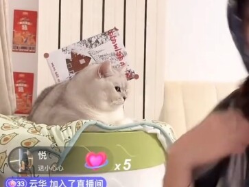 Iconic Scene: How Did This Cat Get So Skinny?