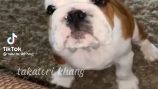 sự khác biệt giữa chó nước ngoài và chó Việt Nam 😂