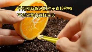 Never take orange seeds and plant them directly, otherwise it will grow like this!