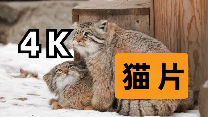 【4K】Spring is here, nature comes back to life—and the Pallas’s cat delivers its own ultra-clear feli