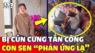 Đang vuốt ve thì bị cún cưng CẮN VÀO TAY và phản ứng của con Sen khiến ai cũng SUY NGẪM 😥 | Gâu Đần