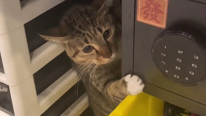 Whose socially anxious little cat is this~?