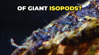 Giant Isopods: Deep Sea Giants That Feast Like Scavengers!