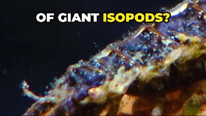 Giant Isopods: Deep Sea Giants That Feast Like Scavengers!