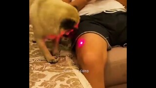 Tôi Cá Là Bạn Sẽ Hết Buồn Sau Khi Xem Chiếc Video Này _ Siêu Thú Cưng