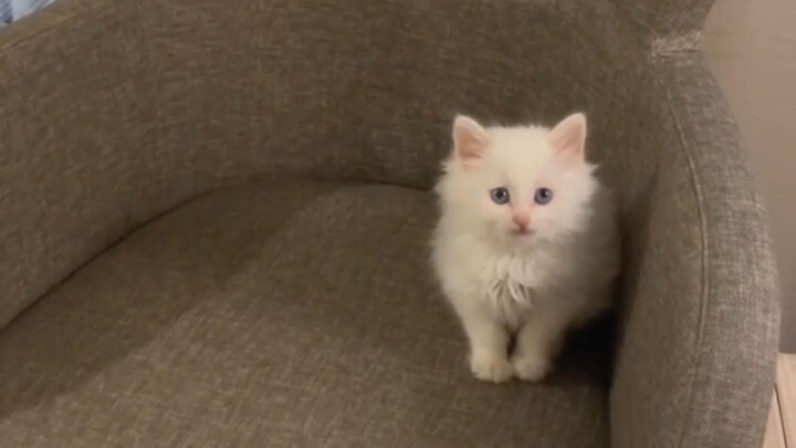 خبر سار: وجدت أميرة جميلة. خبر سيء: جوشاي يأكل طعام الكلاب.