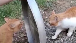 القط: نسيت من الذي غضبت منه. الحواجز ترتفع: أوه، إنه أنت مرة أخرى!