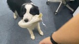 【Animal Circle】No Border Collie at work. Don't ask me why.