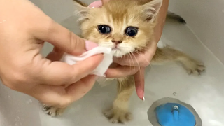 อาบน้ำครั้งแรกสำหรับลูกแมวบุญธรรมในบ้านของเราและชีวิตของเธอกับแม่แมวตัวใหม่